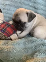 Pebbles , a female Pug for sale in Schulenburg, TX – Photo 6 of 10