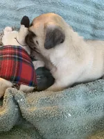 Pebbles , a female Pug for sale in Schulenburg, TX – Photo 4 of 10