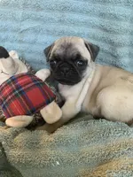 Pebbles , a female Pug for sale in Schulenburg, TX – Photo 7 of 10