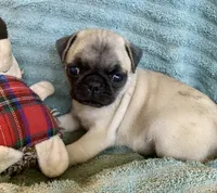 Pebbles , a female Pug for sale in Schulenburg, TX – Photo 2 of 10