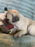 Pebbles , a female Pug for sale in Schulenburg, TX – Photo 5 of 10