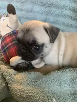 Pebbles , a female Pug for sale in Schulenburg, TX – Photo 3 of 10