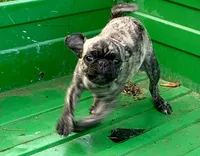 Abel, a male Pug for sale in Schulenburg, TX – Photo 7 of 10