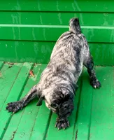 Abel, a male Pug for sale in Schulenburg, TX – Photo 3 of 10