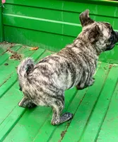 Abel, a male Pug for sale in Schulenburg, TX – Photo 5 of 10