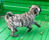 Abel, a male Pug for sale in Schulenburg, TX – Photo 6 of 10