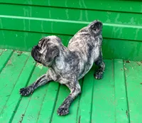 Abel, a male Pug for sale in Schulenburg, TX – Photo 9 of 10