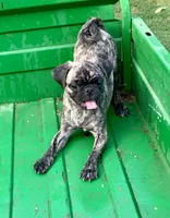 Abel, a male Pug for sale in Schulenburg, TX – Photo 4 of 10