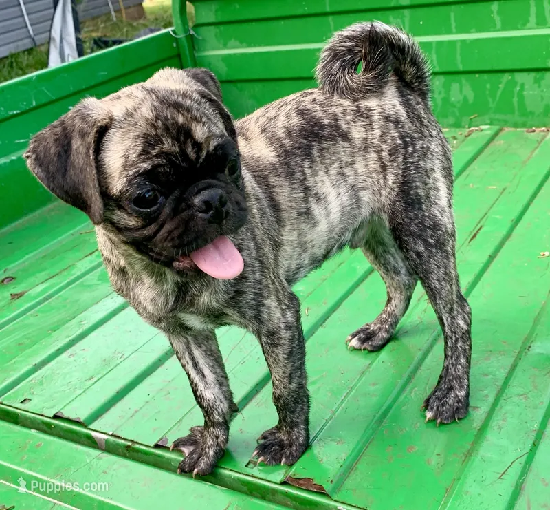 Abel, a male Pug for sale in Schulenburg, TX – Photo 1 of 10