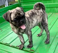 Abel, a male Pug for sale in Schulenburg, TX – Photo 1 of 10