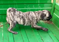 Abel, a male Pug for sale in Schulenburg, TX – Photo 10 of 10