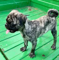 Abel, a male Pug for sale in Schulenburg, TX – Photo 8 of 10