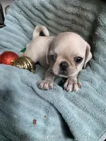 Hope, a female Pug for sale in Schulenburg, TX – Photo 1 of 10