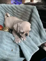 Hope, a female Pug for sale in Schulenburg, TX – Photo 4 of 10