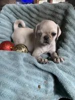 Hope, a female Pug for sale in Schulenburg, TX – Photo 9 of 10