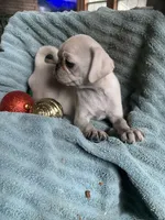 Hope, a female Pug for sale in Schulenburg, TX – Photo 3 of 10