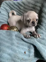 Hope, a female Pug for sale in Schulenburg, TX – Photo 7 of 10