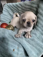 Hope, a female Pug for sale in Schulenburg, TX – Photo 6 of 10