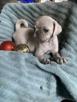 Hope, a female Pug for sale in Schulenburg, TX – Photo 8 of 10