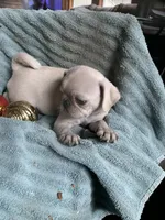 Hope, a female Pug for sale in Schulenburg, TX – Photo 5 of 10