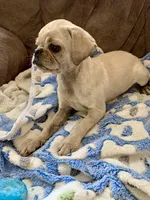 Maisie, a female Pug for sale in Schulenburg, TX – Photo 2 of 10