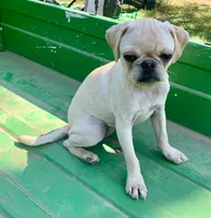 Maisie, a female Pug for sale in Schulenburg, TX – Photo 10 of 10