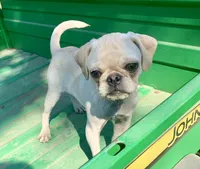 Maisie, a female Pug for sale in Schulenburg, TX – Photo 1 of 10