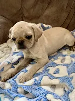 Maisie, a female Pug for sale in Schulenburg, TX – Photo 3 of 10