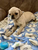 Maisie, a female Pug for sale in Schulenburg, TX – Photo 8 of 10