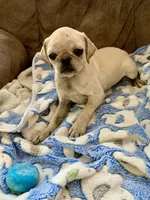 Maisie, a female Pug for sale in Schulenburg, TX – Photo 7 of 10