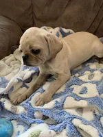 Maisie, a female Pug for sale in Schulenburg, TX – Photo 5 of 10