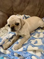 Maisie, a female Pug for sale in Schulenburg, TX – Photo 4 of 10