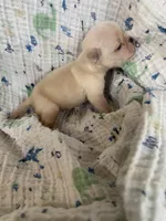 Boo, a male Pug for sale in Schulenburg, TX – 6 of 7