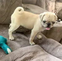 Bear, a male Pug for sale in Schulenburg, TX – Photo 3 of 10