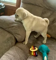 Bear, a male Pug for sale in Schulenburg, TX – Photo 7 of 10