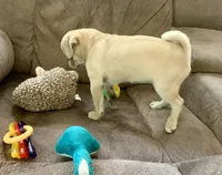 Bear, a male Pug for sale in Schulenburg, TX – Photo 9 of 10