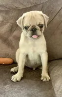 Bear, a male Pug for sale in Schulenburg, TX – Photo 1 of 10