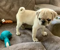 Bear, a male Pug for sale in Schulenburg, TX – Photo 4 of 10