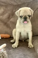 Bear, a male Pug for sale in Schulenburg, TX – Photo 8 of 10