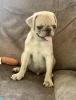 Bear, a male Pug for sale in Schulenburg, TX – Photo 5 of 10