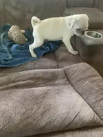 Ace, a male Pug for sale in Schulenburg, TX – 7 of 10