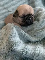 Button, a female Pug for sale in Schulenburg, TX – Photo 9 of 10