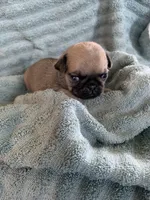 Button, a female Pug for sale in Schulenburg, TX – Photo 3 of 10