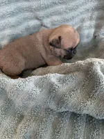 Button, a female Pug for sale in Schulenburg, TX – Photo 8 of 10