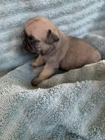 Button, a female Pug for sale in Schulenburg, TX – Photo 5 of 10