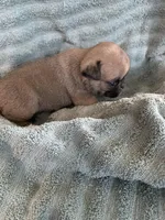 Button, a female Pug for sale in Schulenburg, TX – Photo 10 of 10