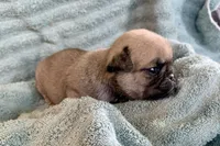 Button, a female Pug for sale in Schulenburg, TX – Photo 1 of 10