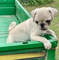 Rocky, a male Pug for sale in Schulenburg, TX – Photo 9 of 10
