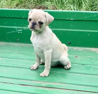 Rocky, a male Pug for sale in Schulenburg, TX – Photo 2 of 10