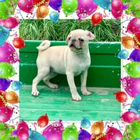 Rocky, a male Pug for sale in Schulenburg, TX – Photo 1 of 10